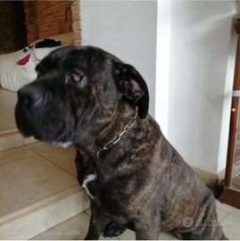 Cane corso