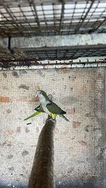 Coppia parrochetti monaci