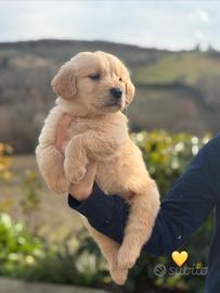 Golden retriever