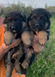 Cuccioli pastore tedesco
