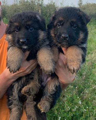 Cuccioli pastore tedesco