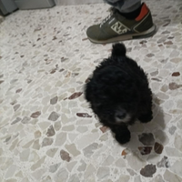 Barboncina Mini Toy Silver