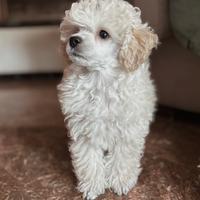 Barboncino Toy con Pedigree ENCI