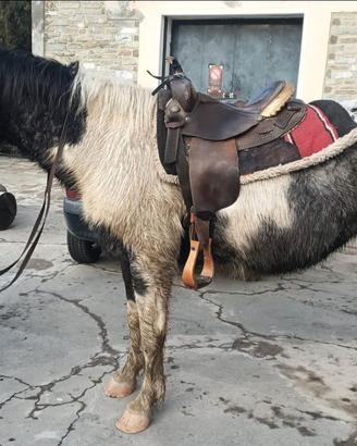 Cavalla domata 8 anni