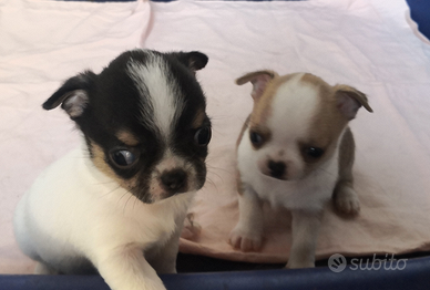 Cuccioli di chihuahua pedigree