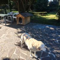 Cuccia per cane Labrador