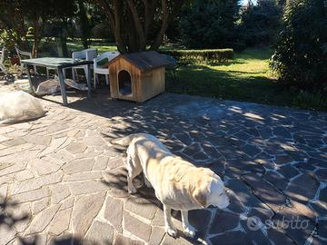 Cuccia per cane Labrador