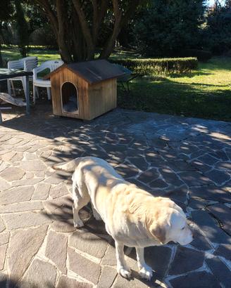 Cuccia per cane Labrador