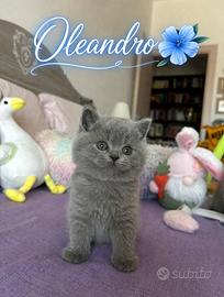 British Shorthair boy