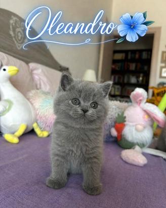 British Shorthair boy