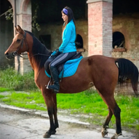 Cavalla fattrice araba