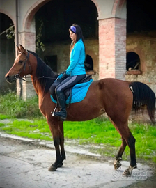 Cavalla fattrice araba