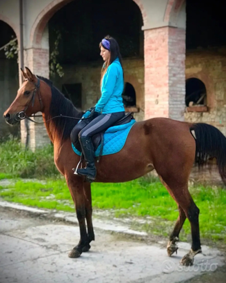 Cavalla fattrice araba