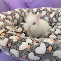 Coniglietto nano testa di leone