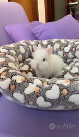 Coniglietto nano testa di leone