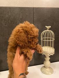 Cucciolo di barboncino
