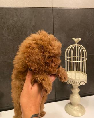 Cucciolo di barboncino