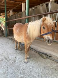Pony