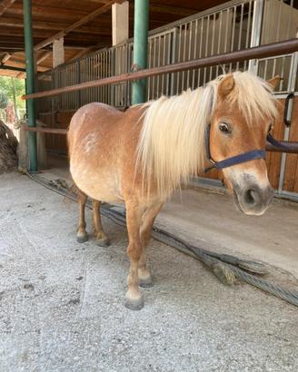 Pony