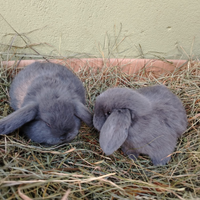 Conigli coniglietti cuccioli Ariete nano