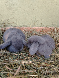 Conigli coniglietti cuccioli Ariete nano