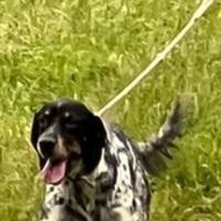 Setter inglese femmina