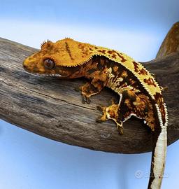 Geco Ciliatus Tricolor