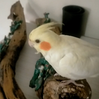 Calopsite allevata a mano