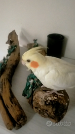 Calopsite allevata a mano