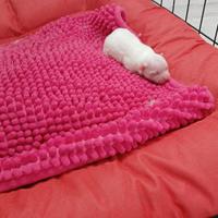 Cuccioli di Spizt di Pomerania