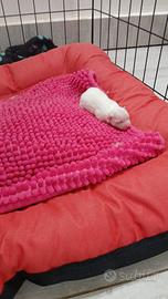 Cuccioli di Spizt di Pomerania