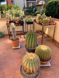 Collezione Piante Grasse ( Cactacee )