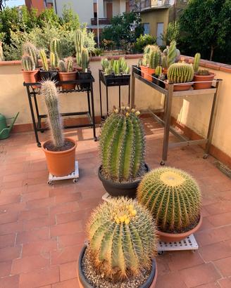 Collezione Piante Grasse ( Cactacee )