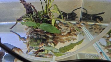Corydoras Bronzeo