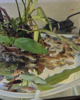 Corydoras Bronzeo