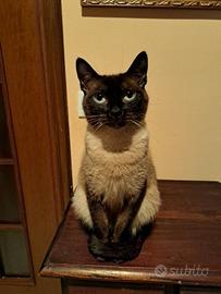 Gatta siamese