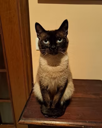 Gatta siamese