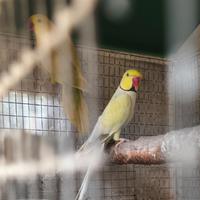 2 coppie parrocchetti dal collari adulti