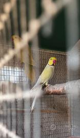 2 coppie parrocchetti dal collari adulti