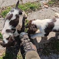 Cuccioli springer