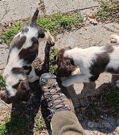Cuccioli springer