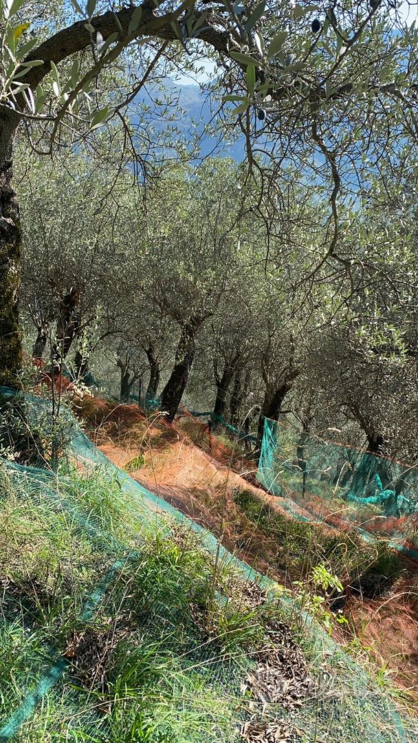 Terreno agricolo uliveto 10000 mq 1 ettaro- PSR - Vista 2