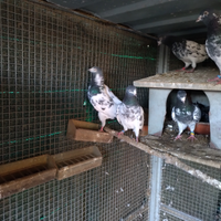 Piccioni altovolanti pakistani Tedi