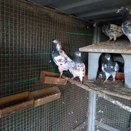 Piccioni altovolanti pakistani Tedi