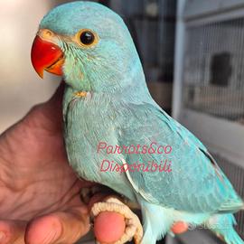 Parrocchetti dal collare