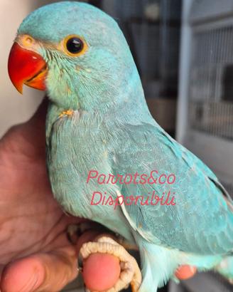 Parrocchetti dal collare