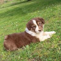 Cuccioli di pastore australiano