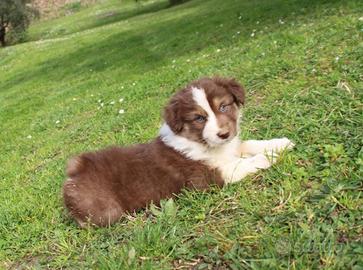 Cuccioli di pastore australiano