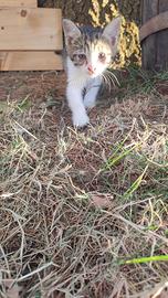 Splendida gattina