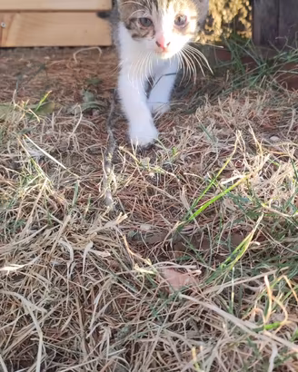 Splendida gattina